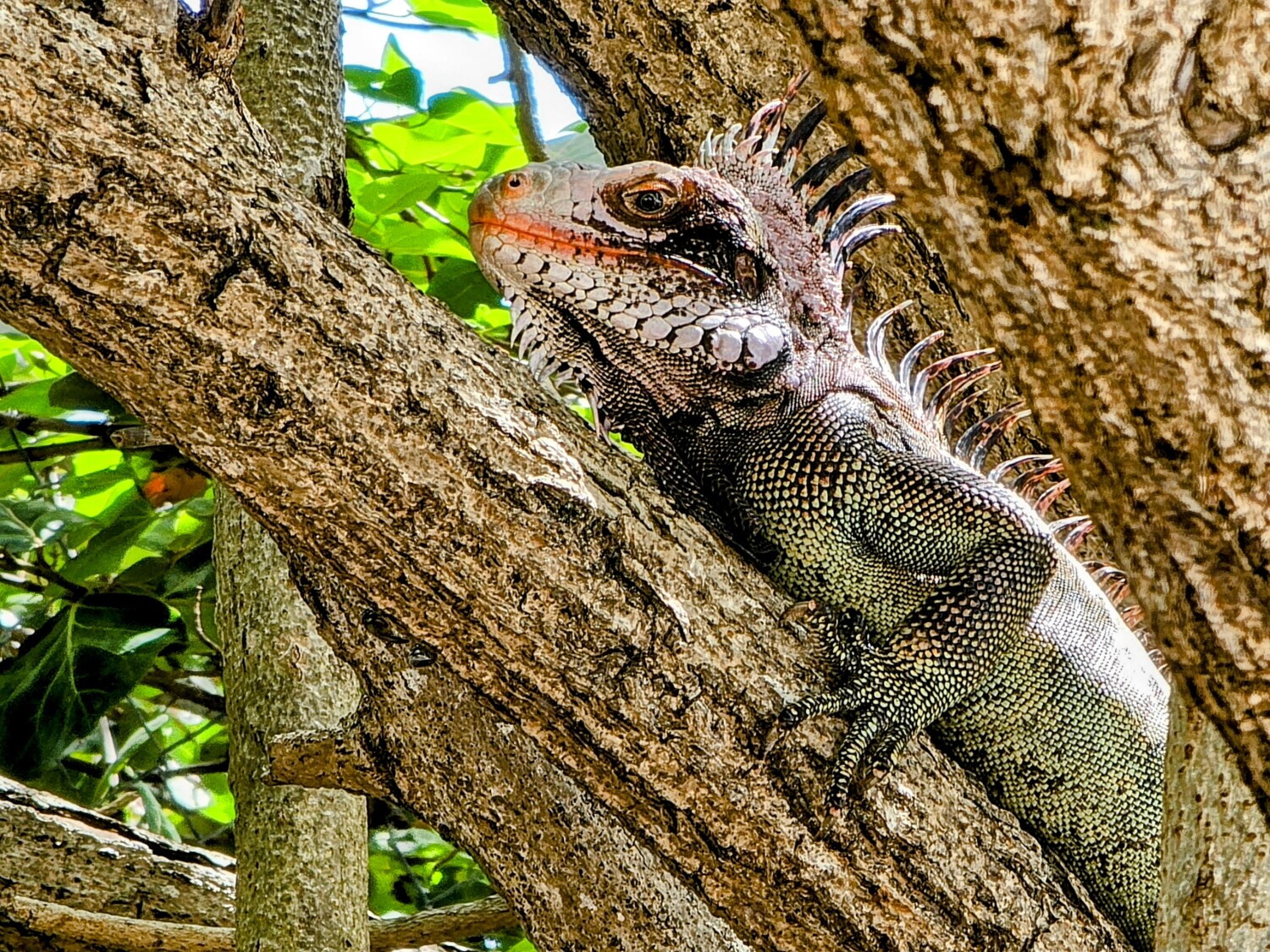 Beach Iguana, "PUNK ROCK"