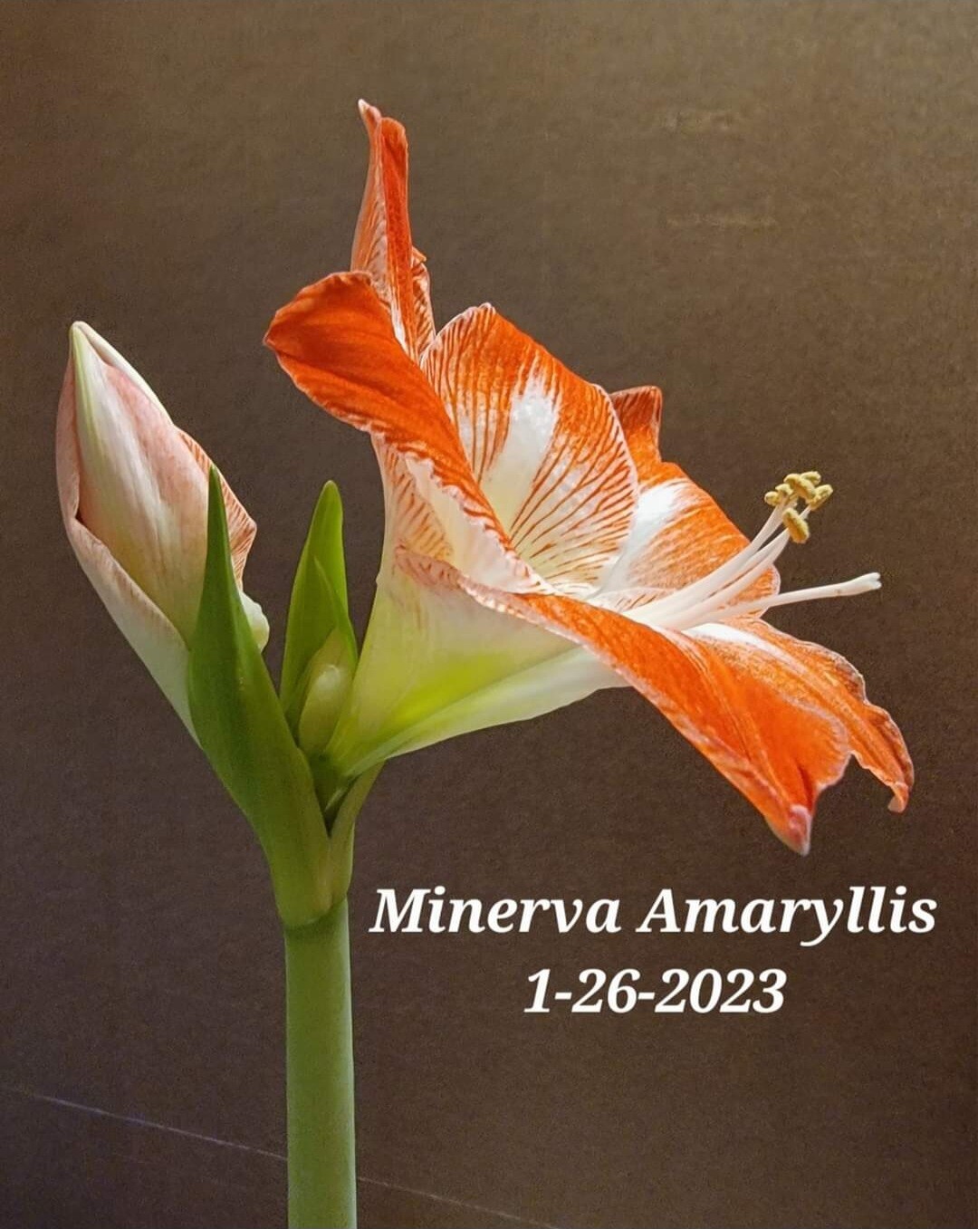 Minerva Amaryllis