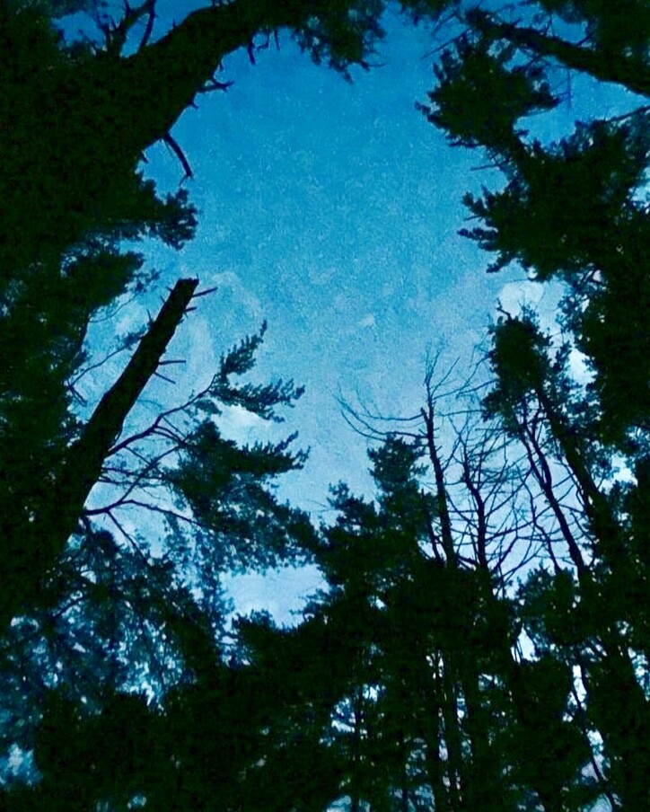 "Enigma of Nature's Shadows”