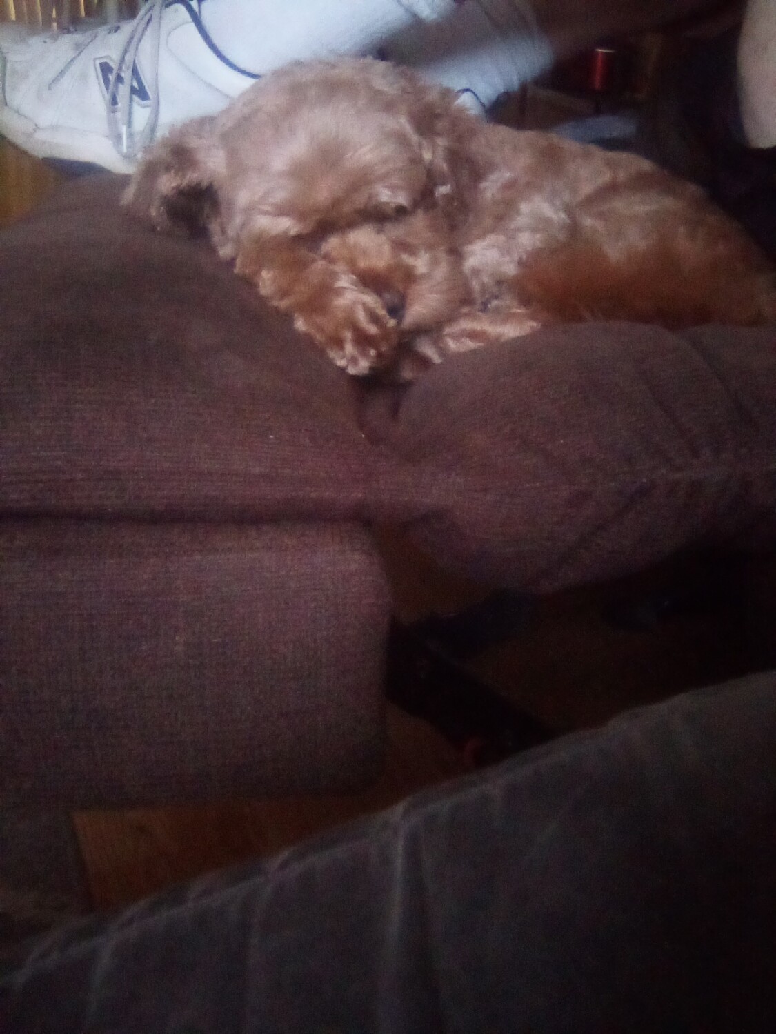 Naptime for Butterscotch