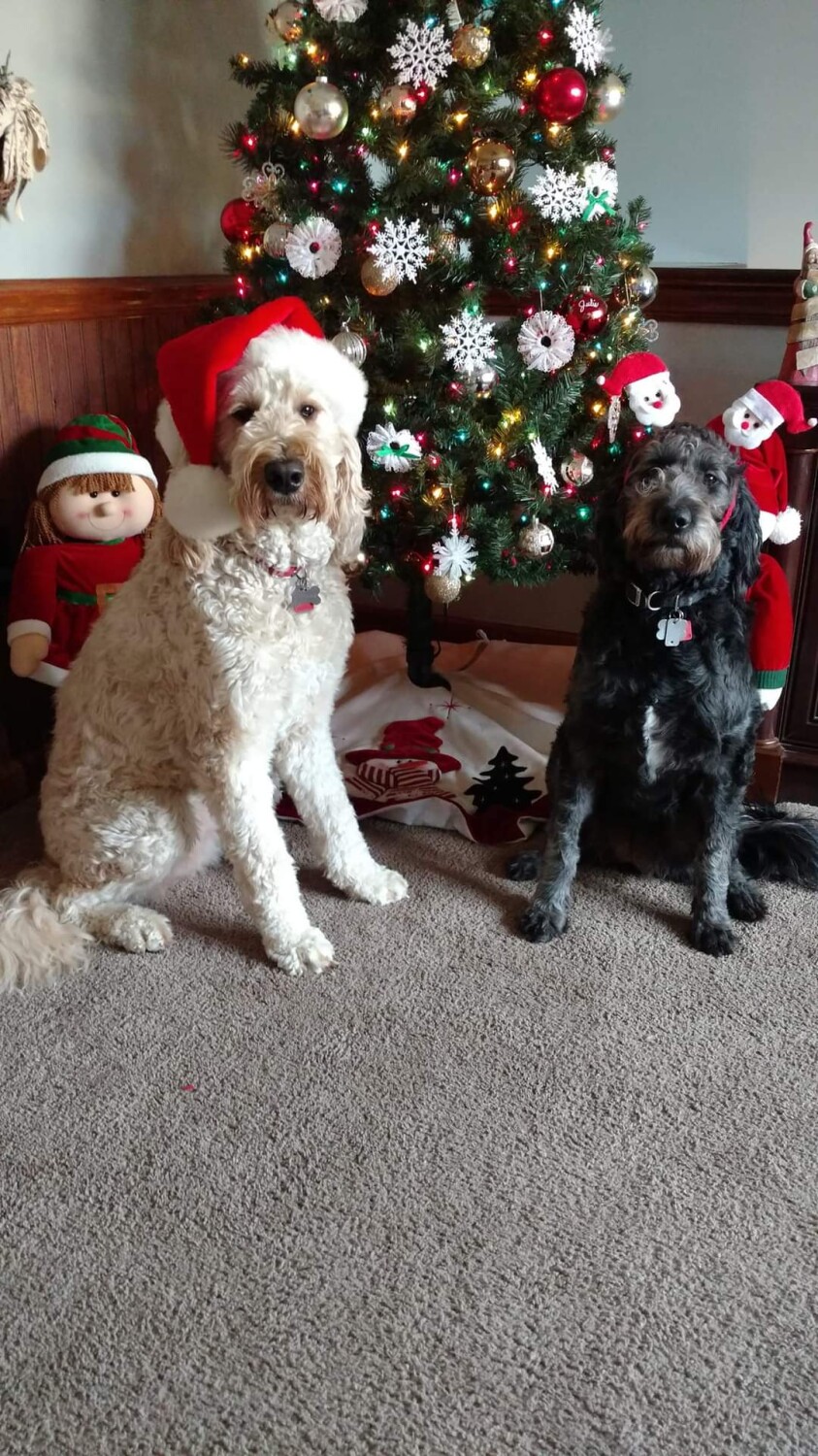 Christmas pups