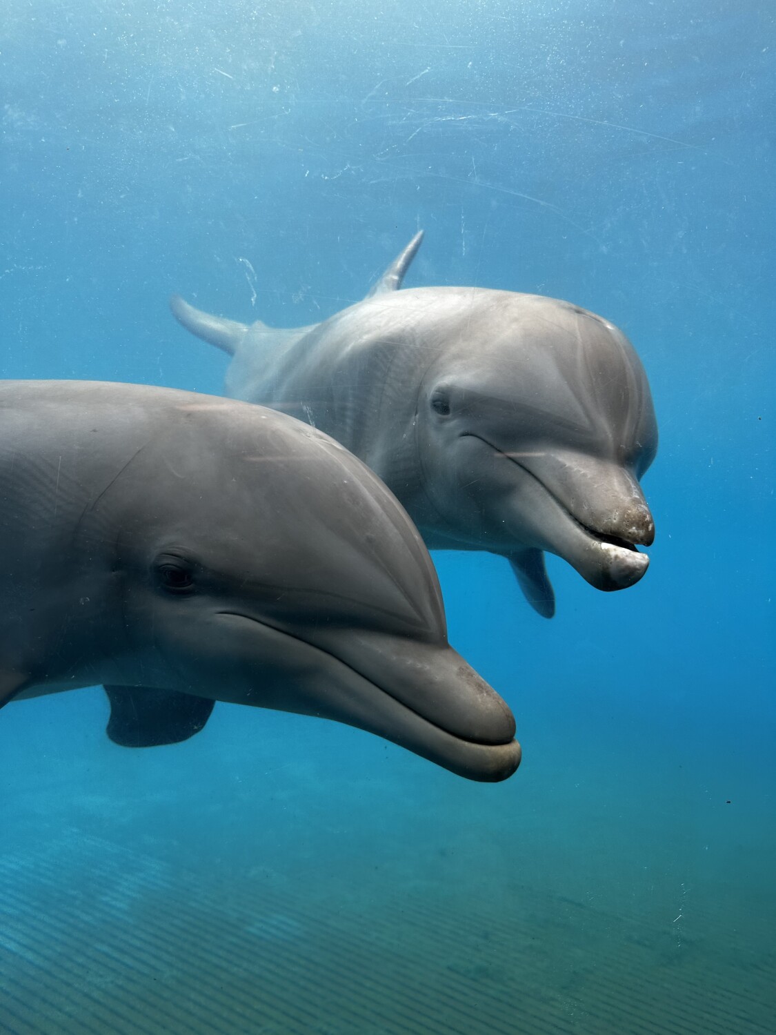 Dolphin Love