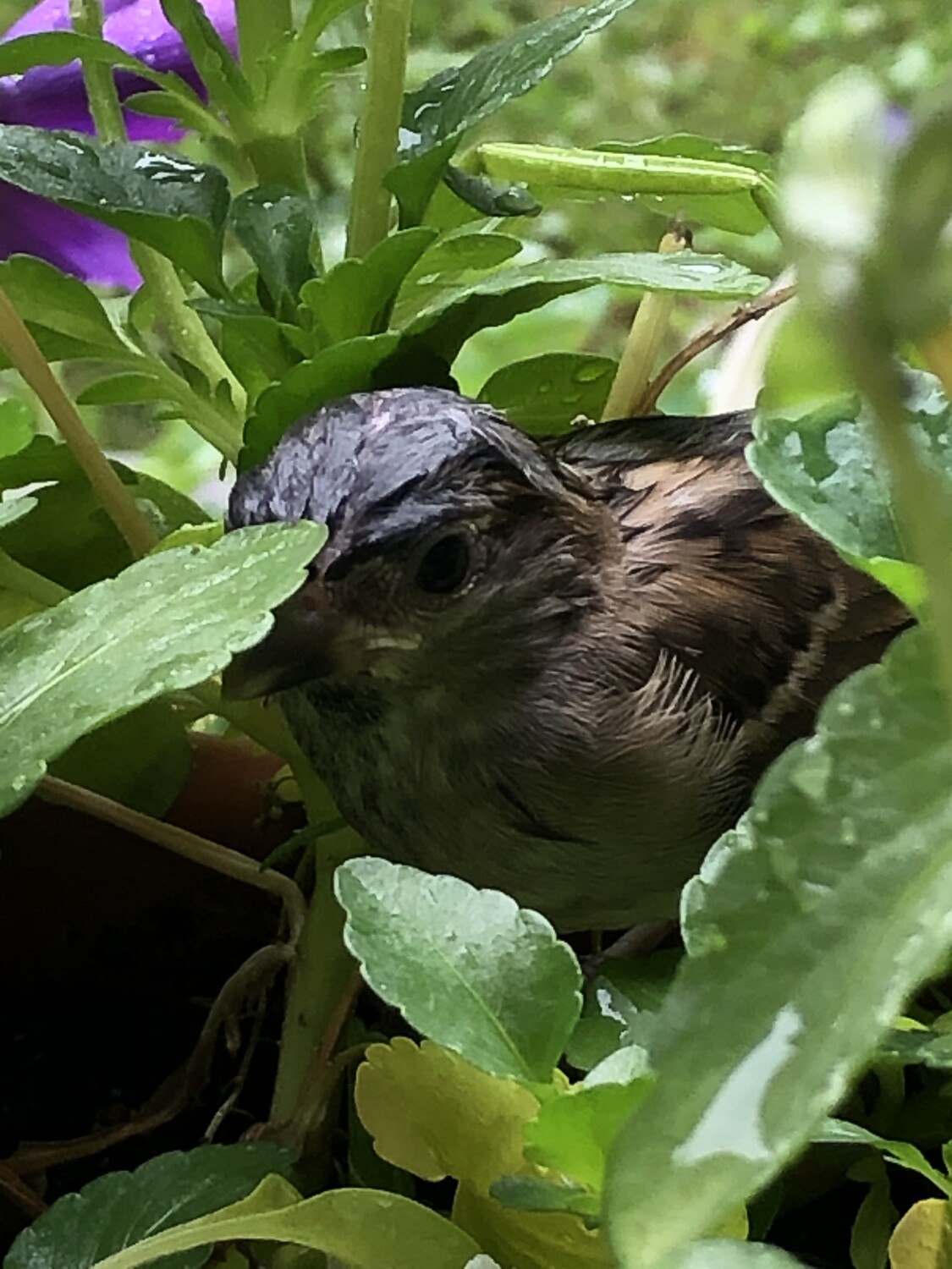 Baby bird fell in my flower bed