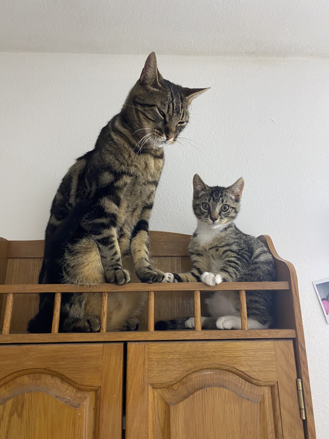 Cats Up High