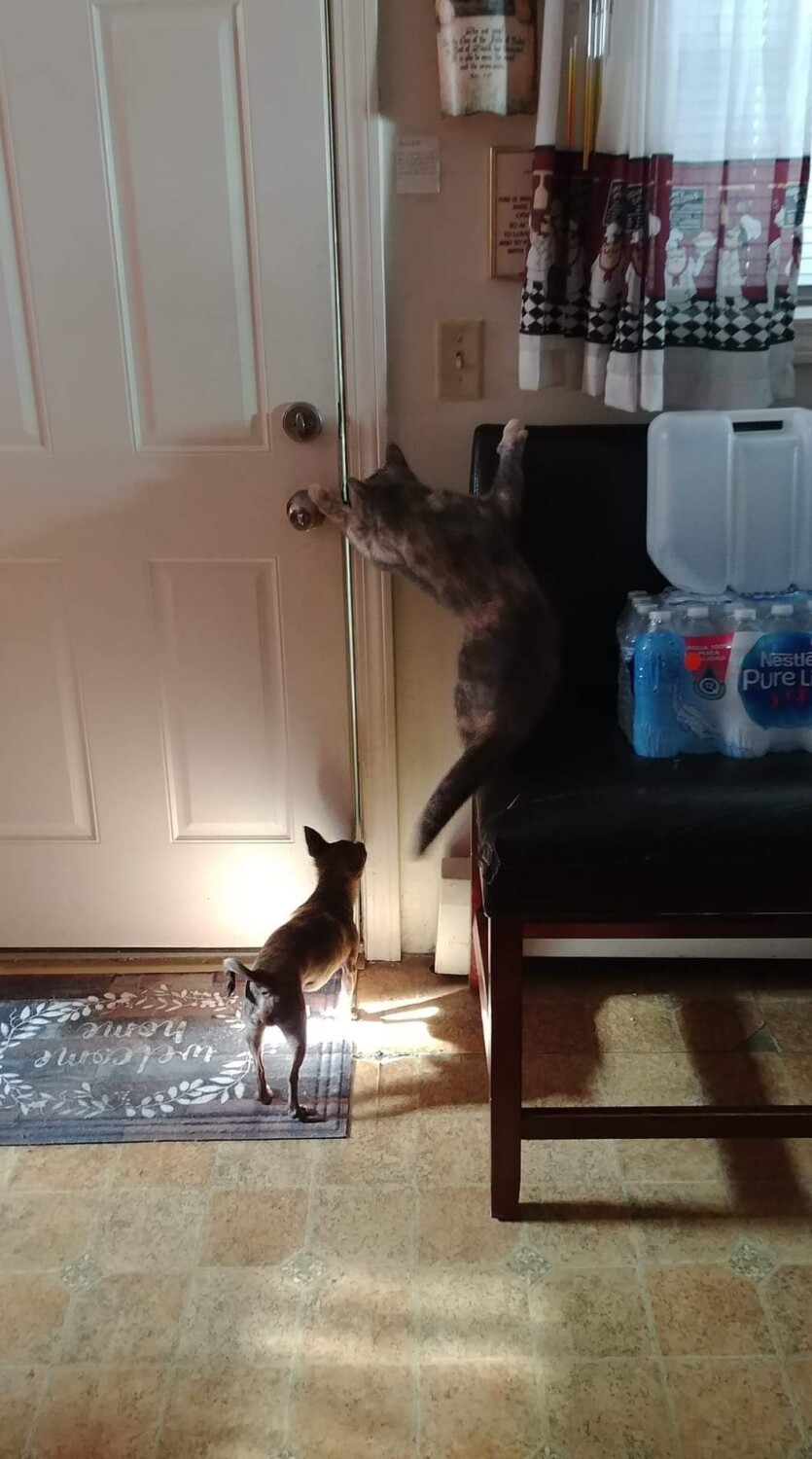 The Almost Great Escape!