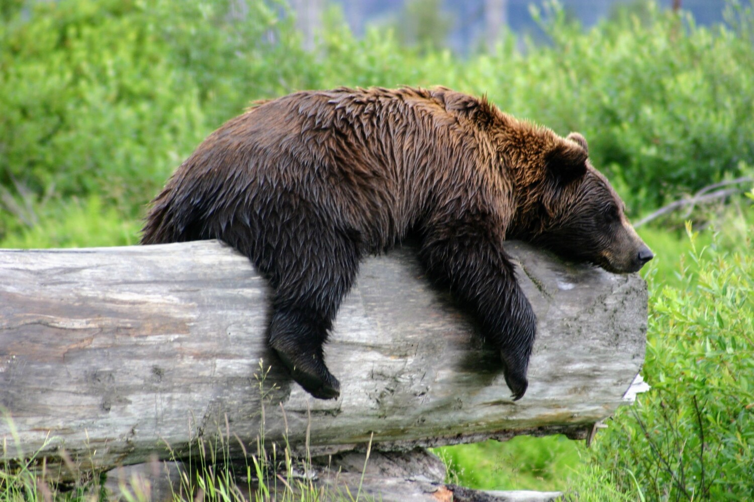 Sleeping Grizzly Bear