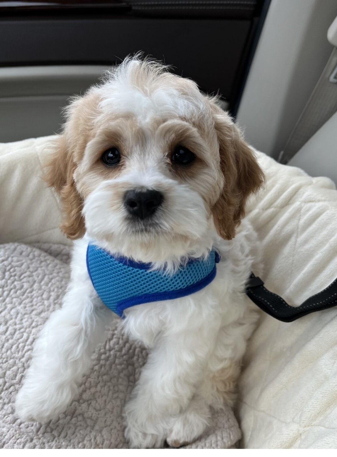 Sir Remington Charles Alexander