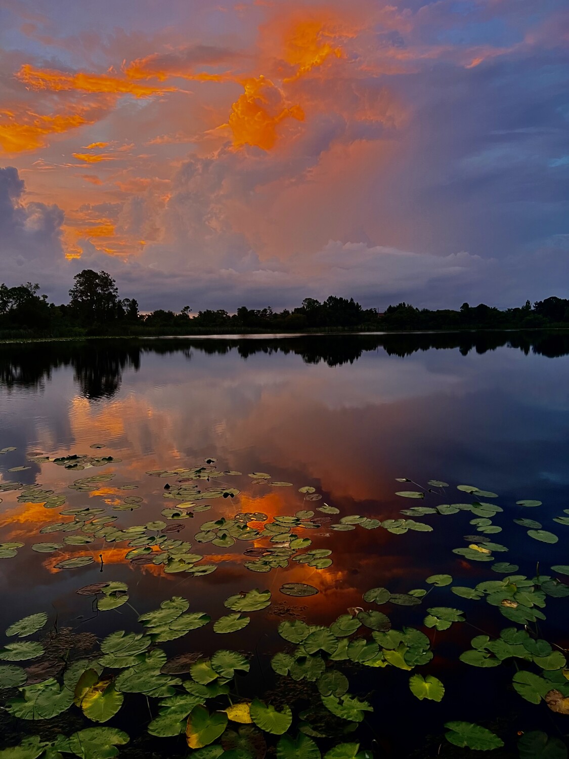 Sunset among the waterlillys