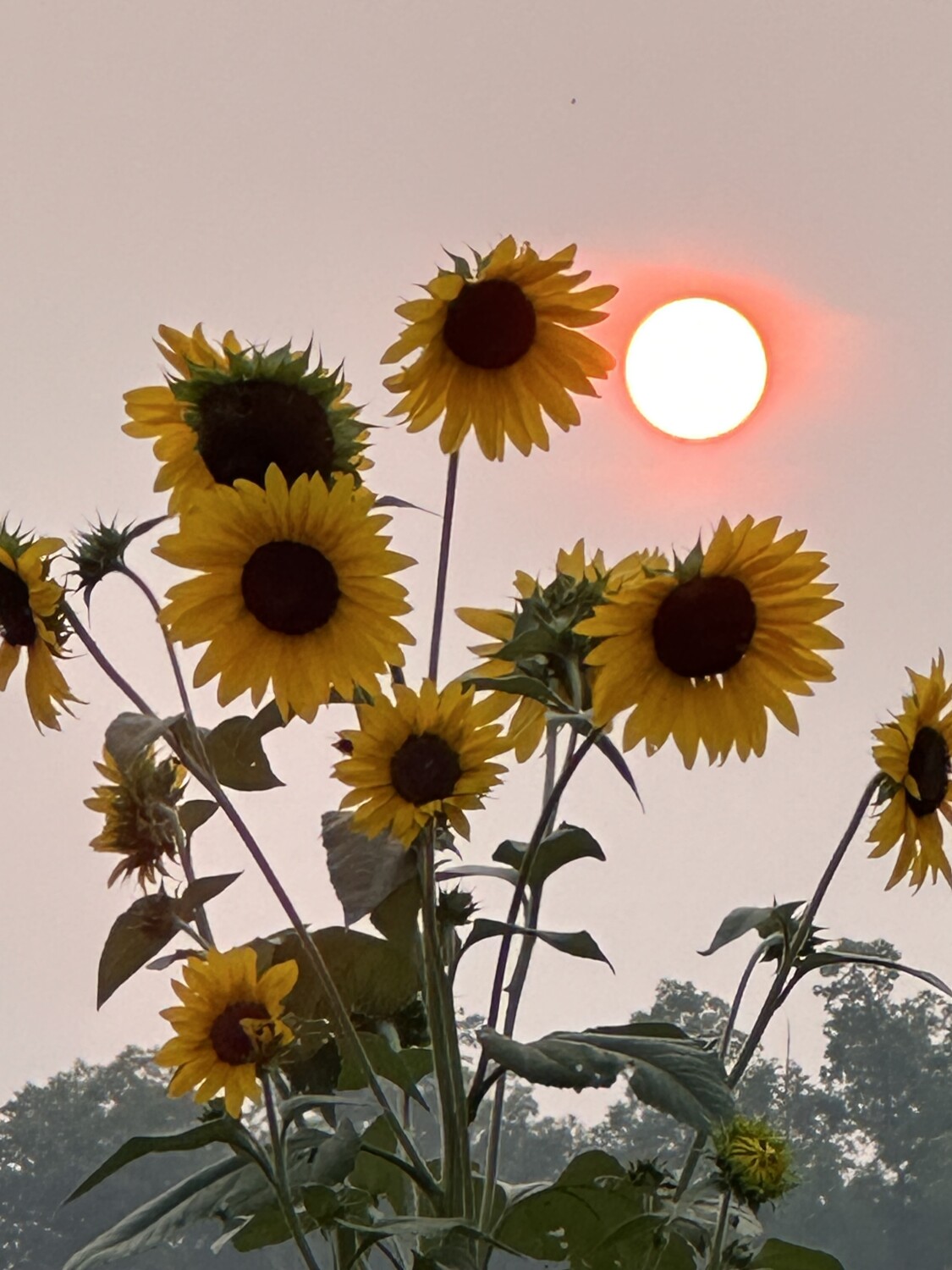Sunflower Sunset
