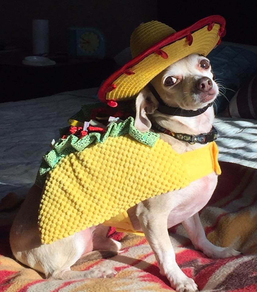 Taco Dog