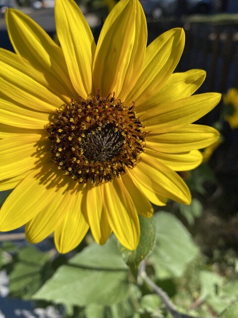 Summer Sun Flower