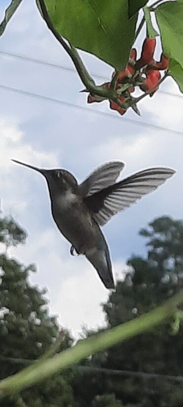 Humming bird