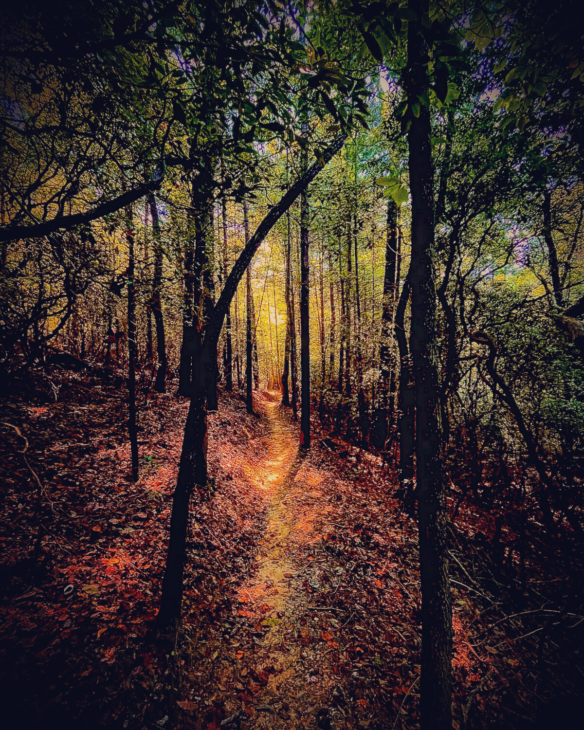 Trails in the forest