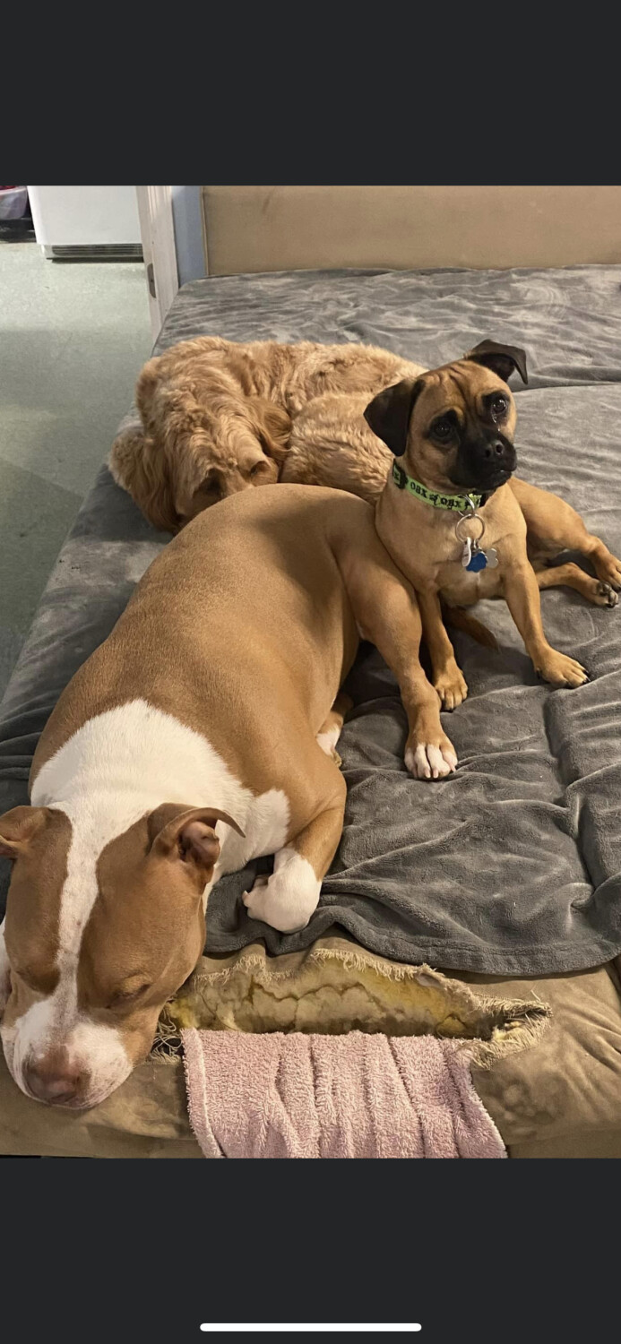 My dog with his friends