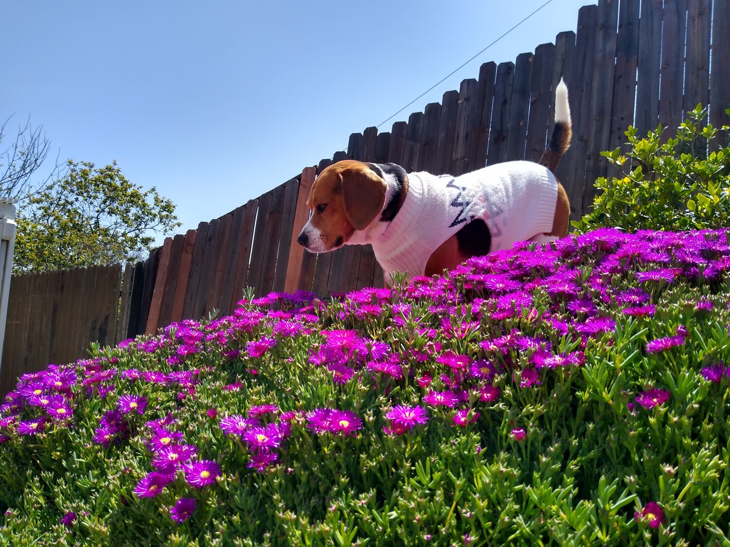 The beauty of spring