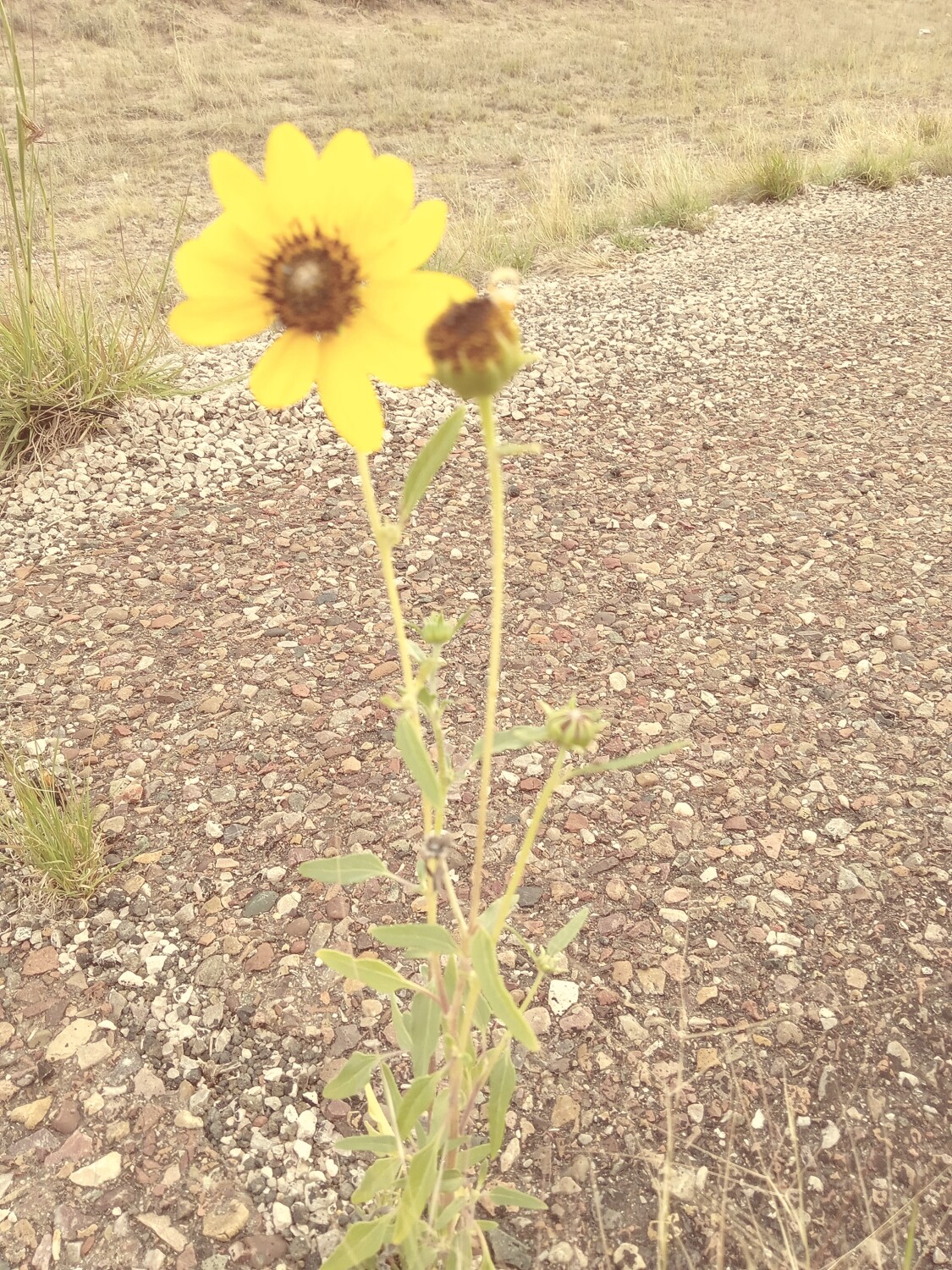 Wild sunflower