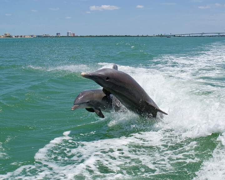 Dolphins playing.