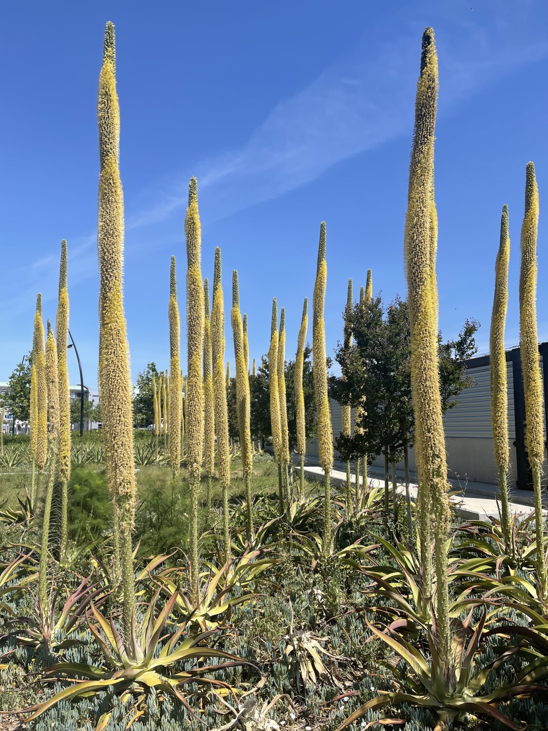 Agave Heights