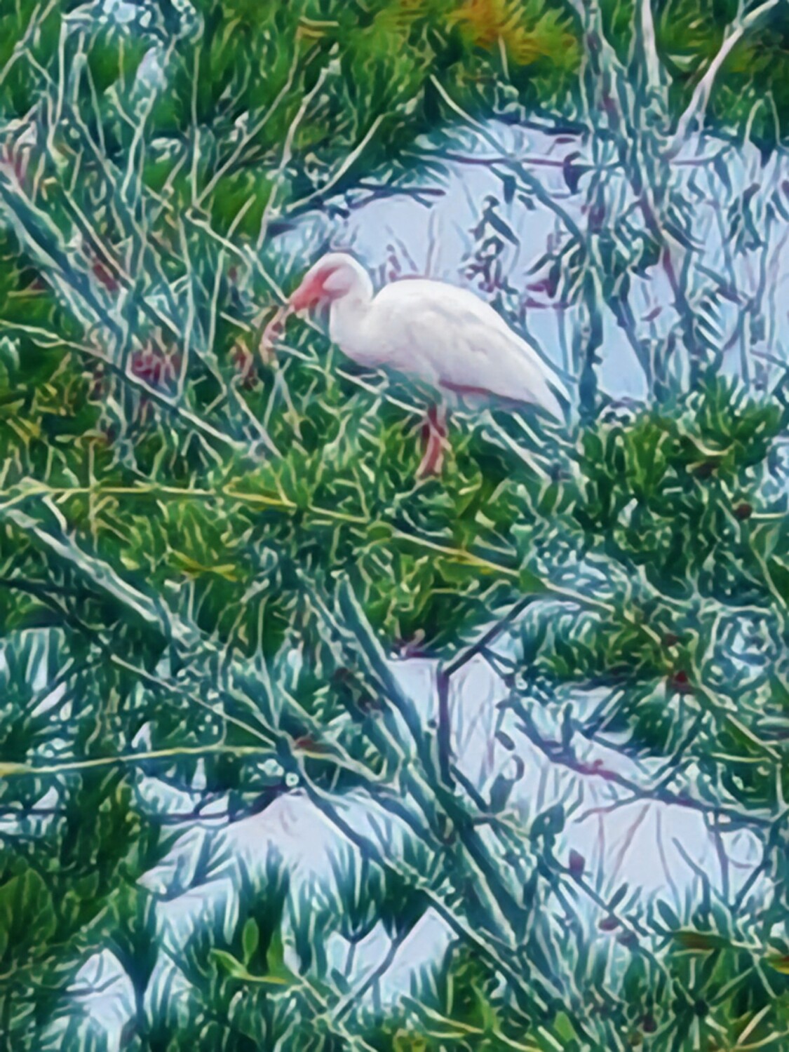 Heron watching over me ♡