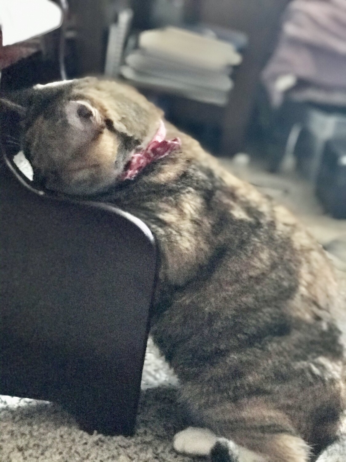 Sweet Dreams Savannah