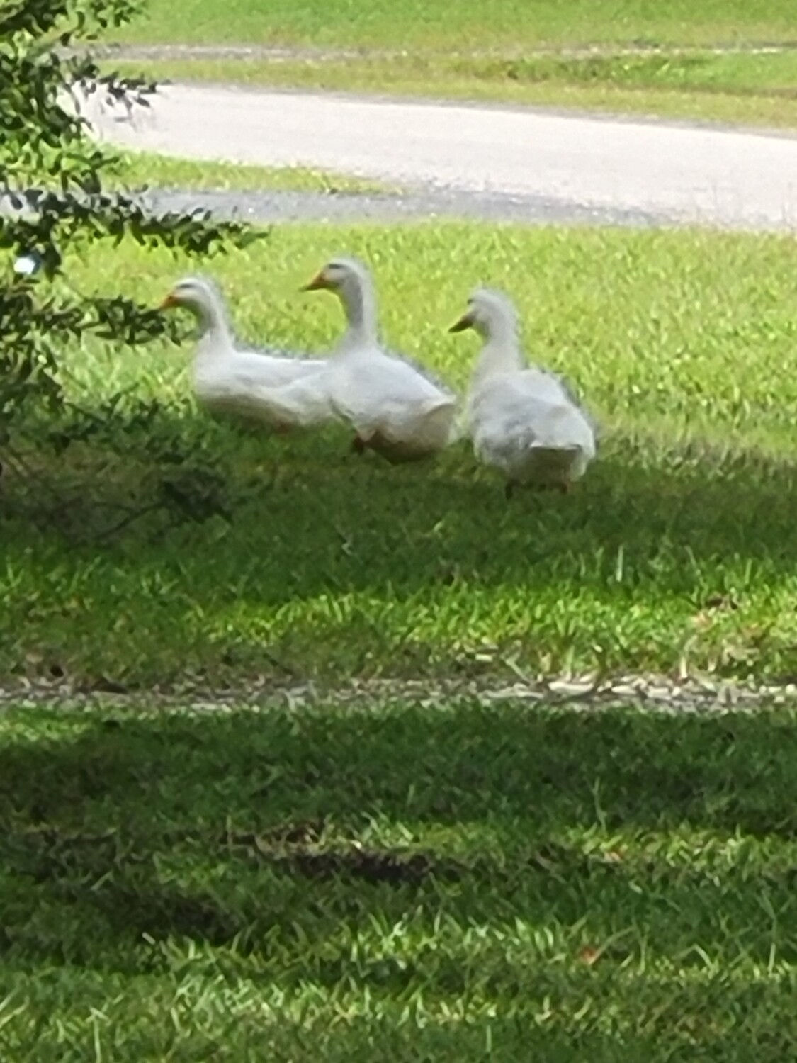 I got my Ducks in a row