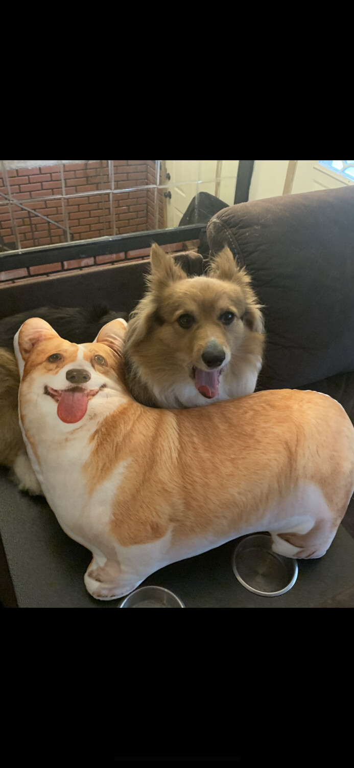 Dakota and her new pillow