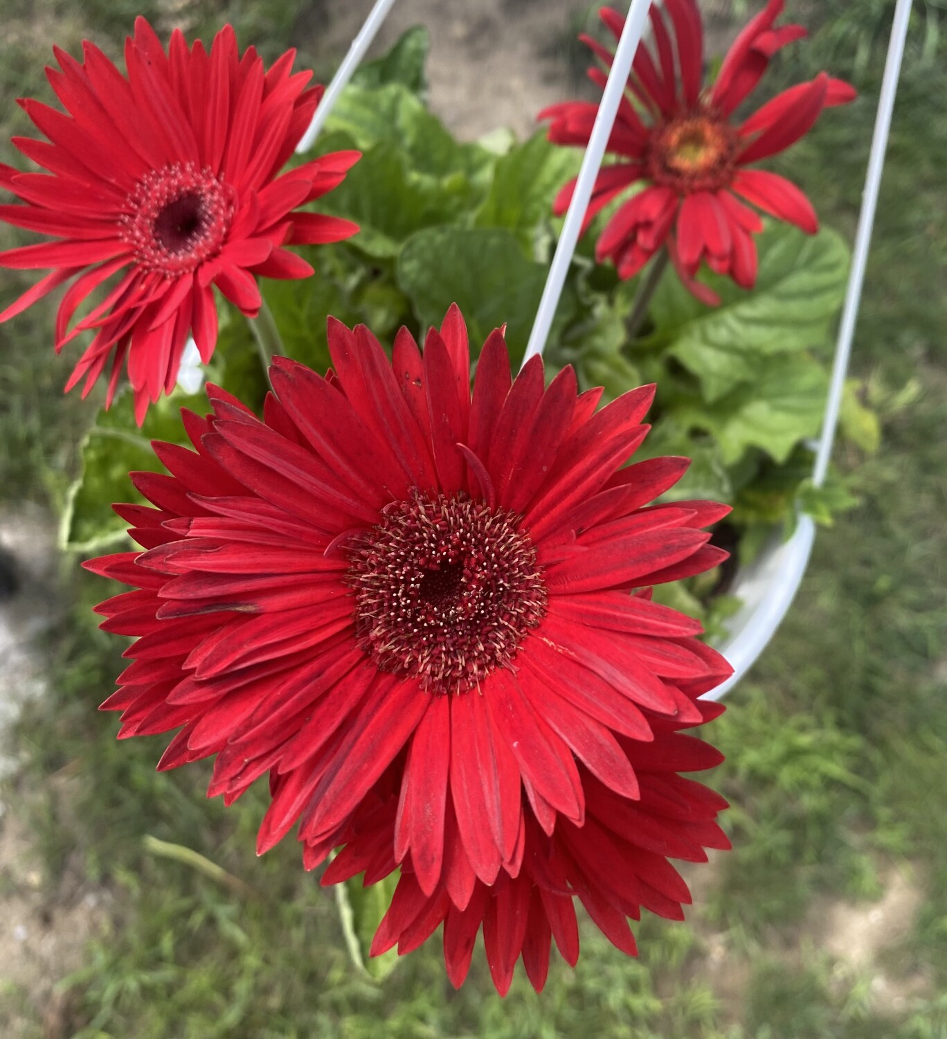 My Red Gerber Daisy Basket