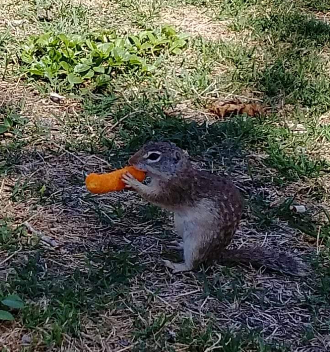 Self inviting picnic guest