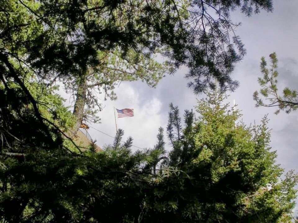 Guarding the forest.