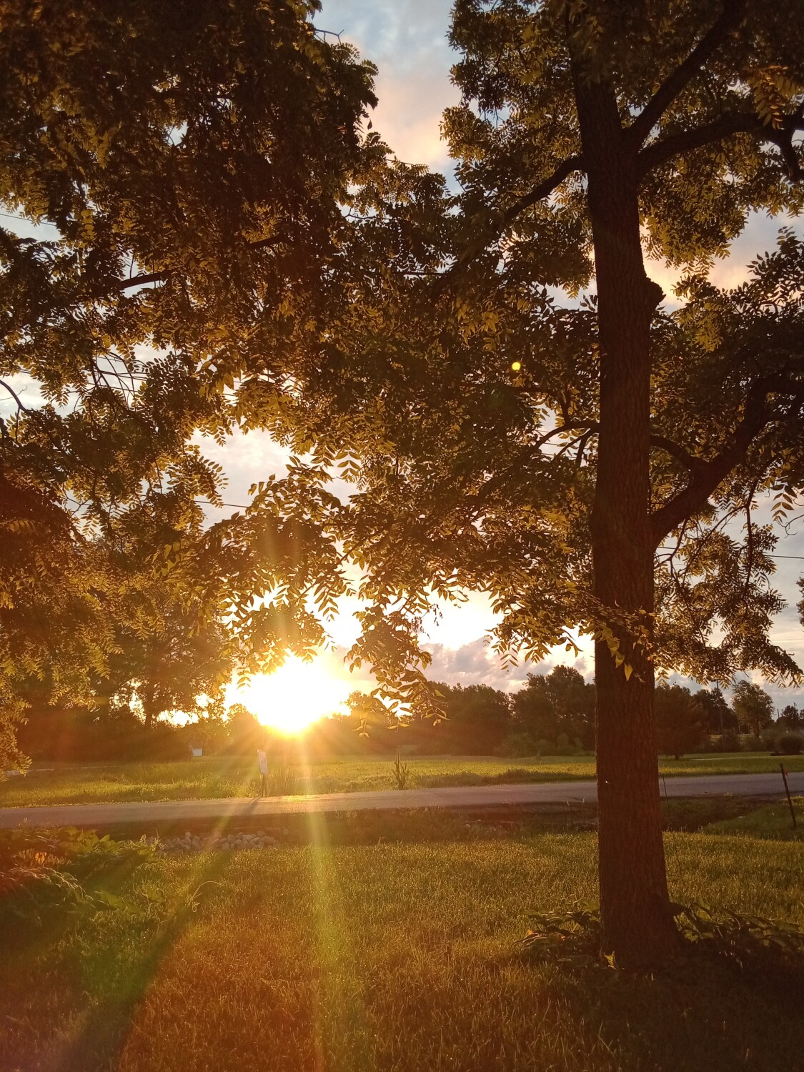 Green orb enjoying the sunrise