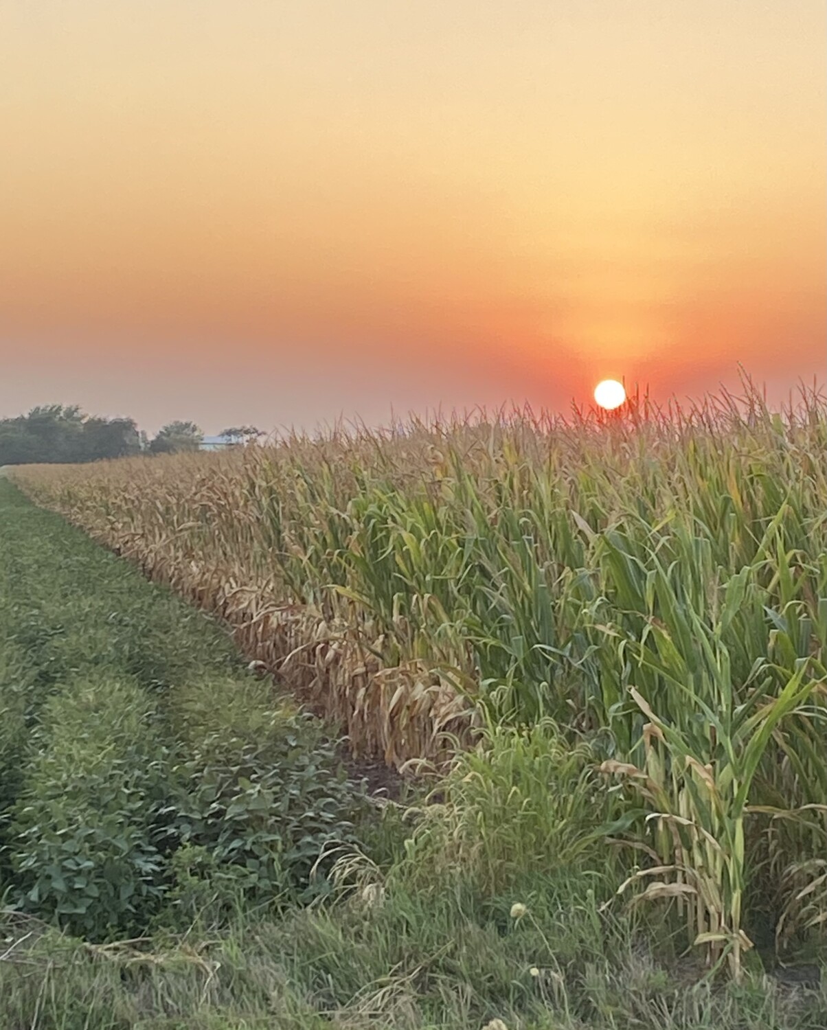 Fields at sunset