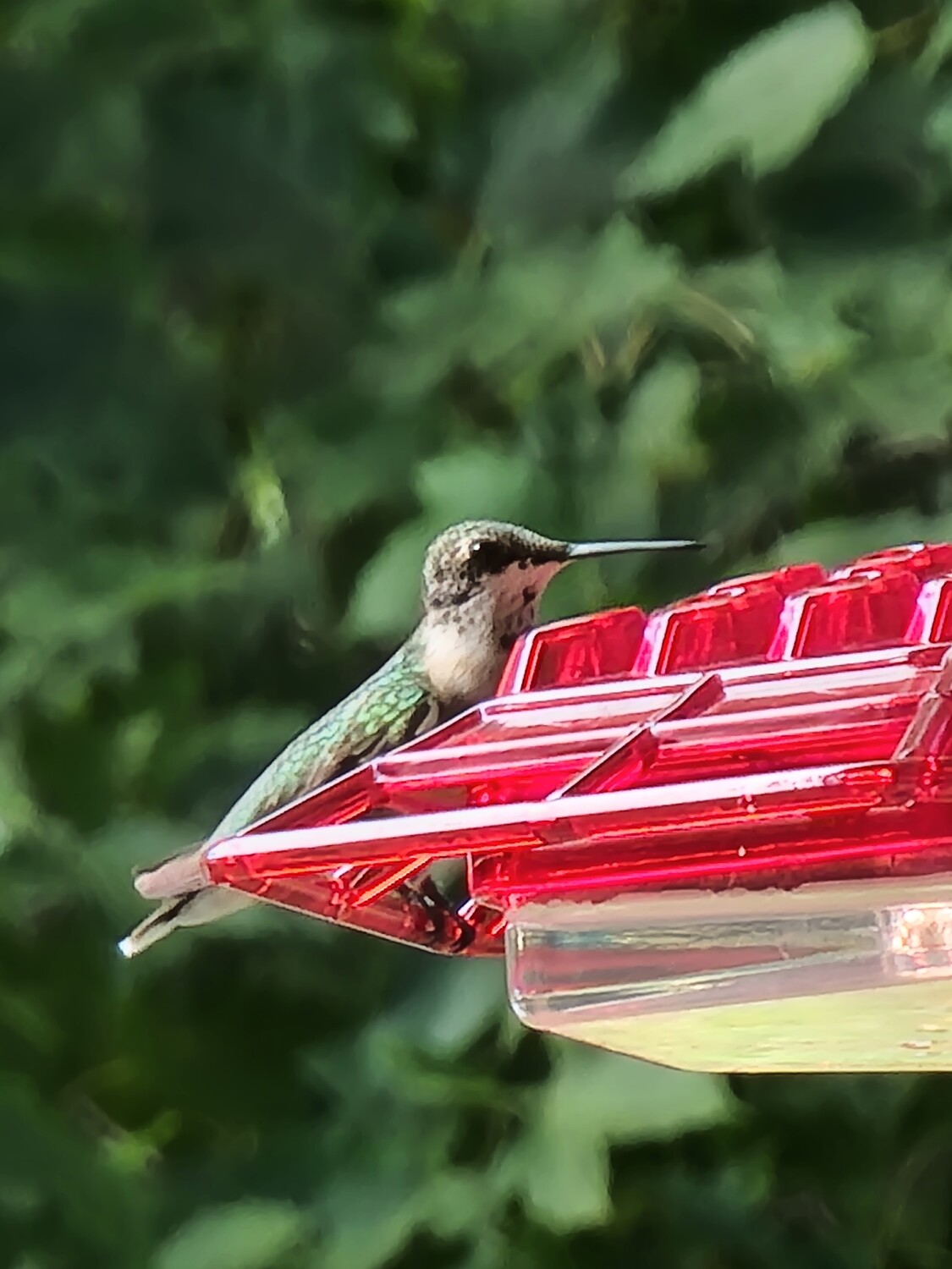 Lil' Hummer