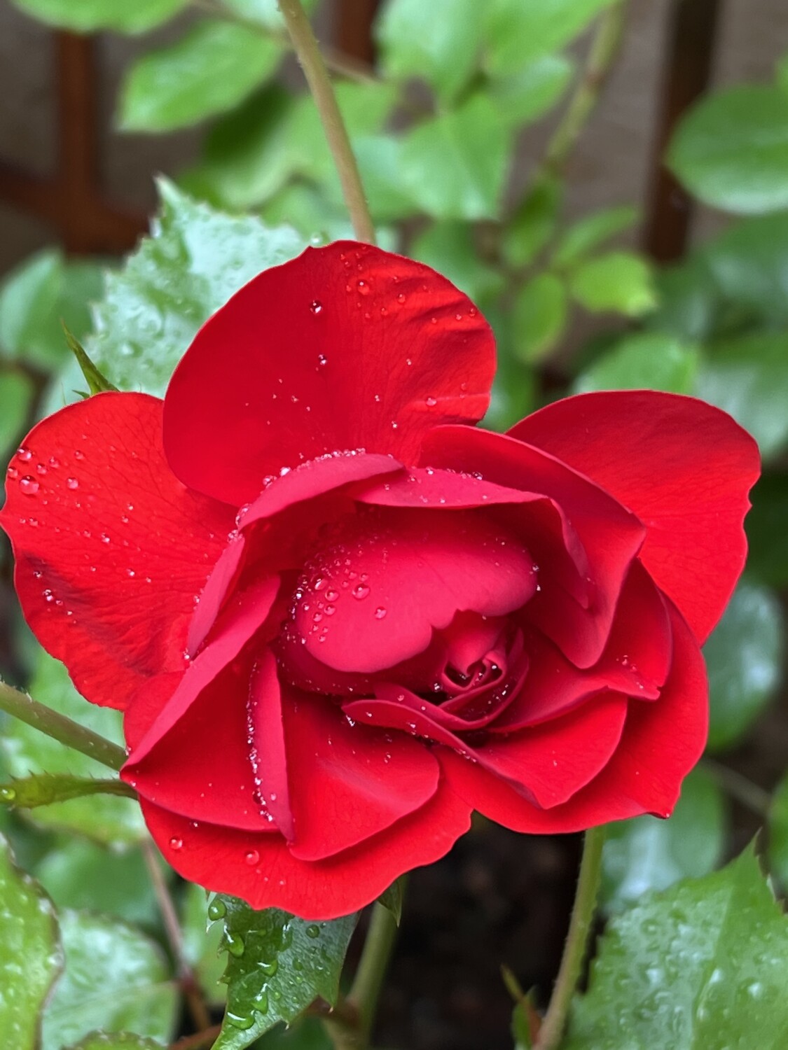 Breathtaking Red Rose