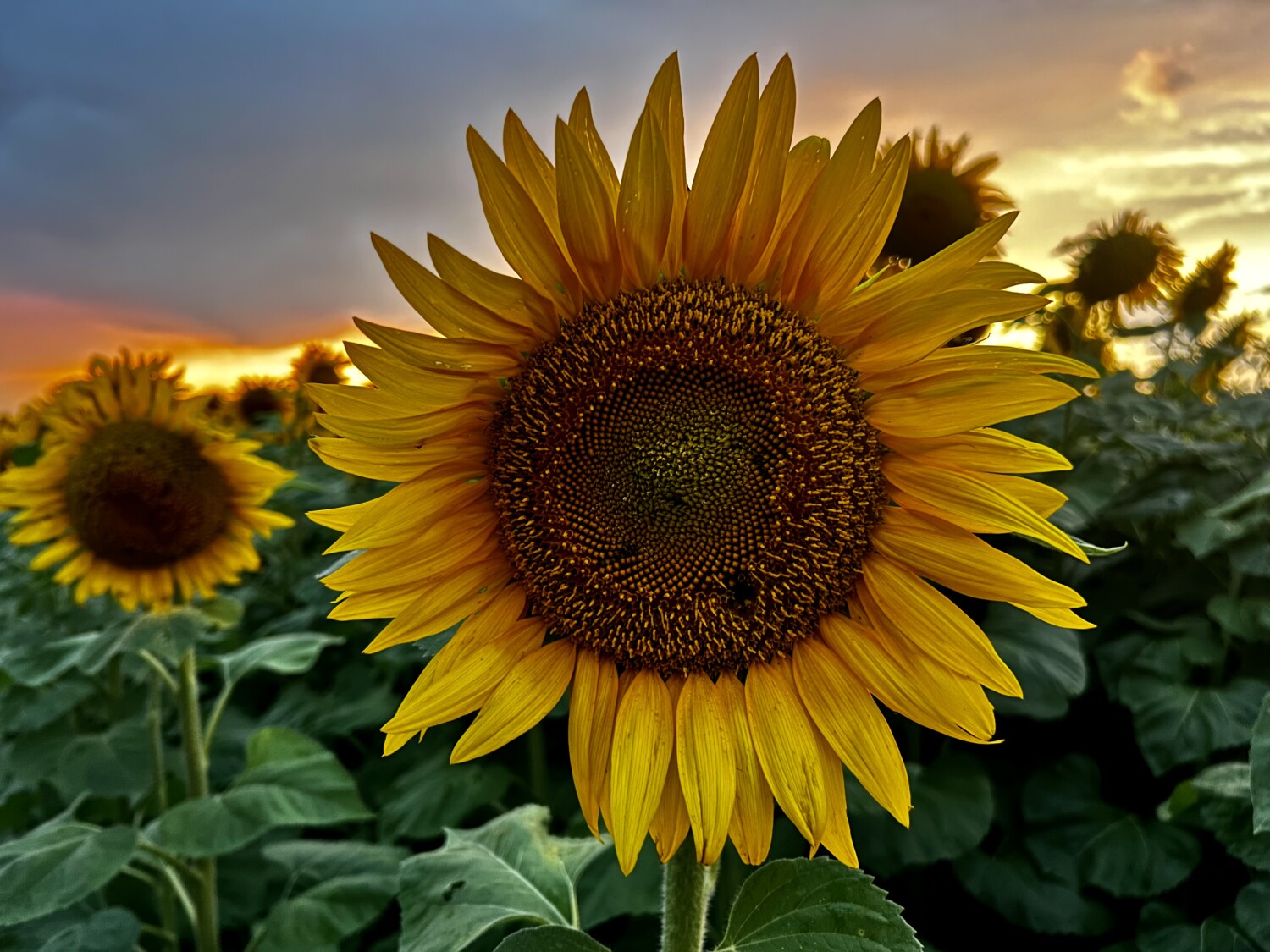 Sunflower