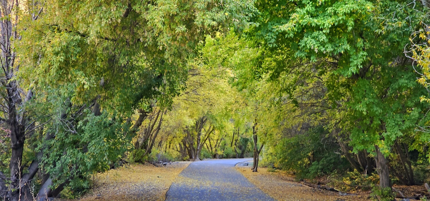 Walking thur wonderland