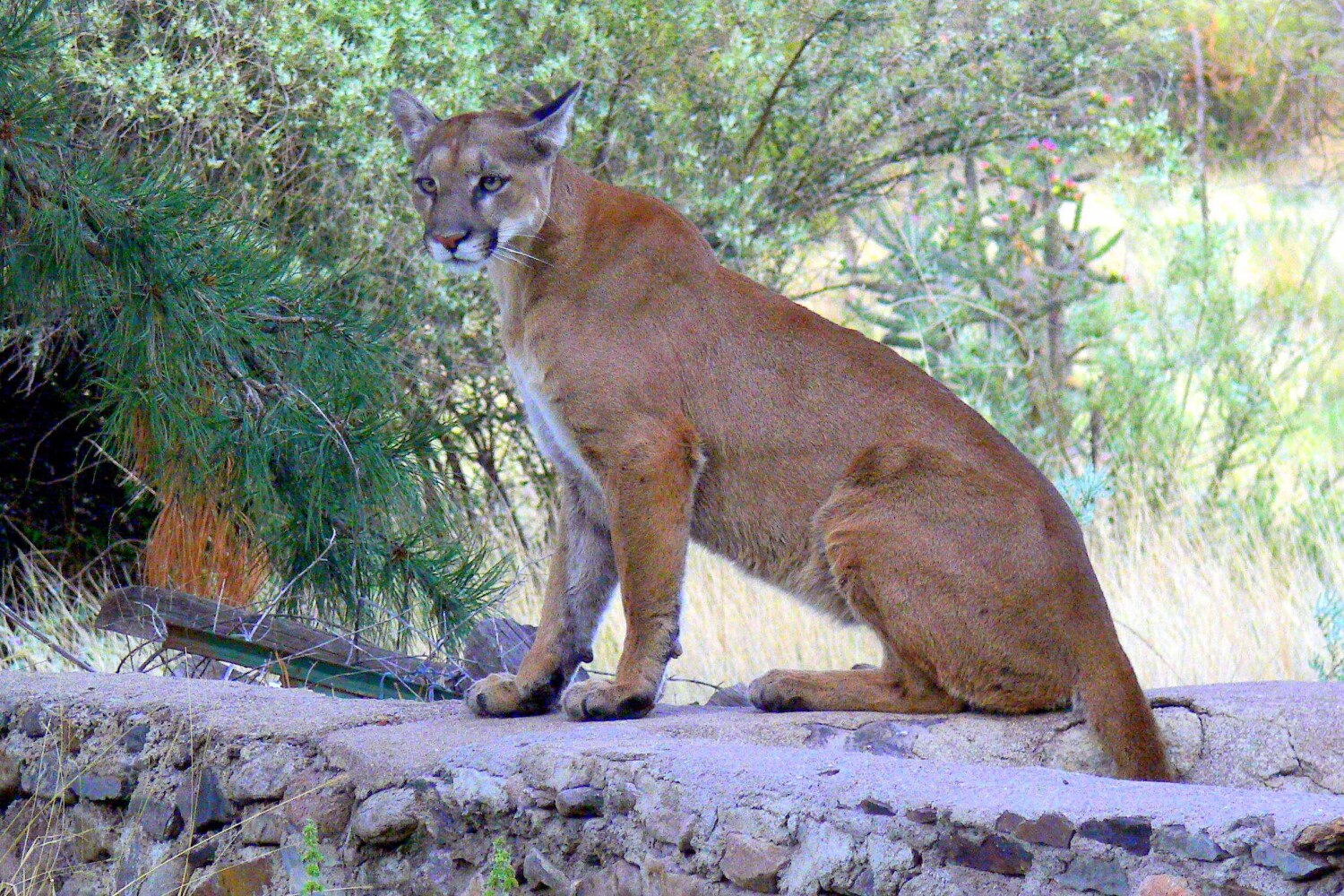 Looking for a Back Yard snack