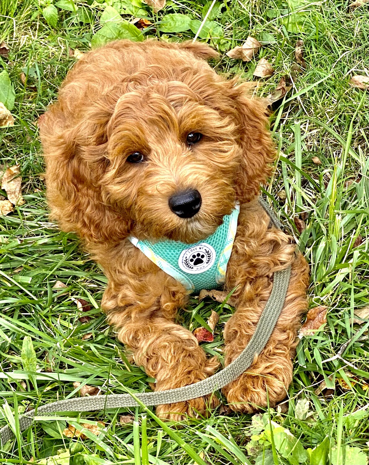 Merlin the Mini Goldendoodle