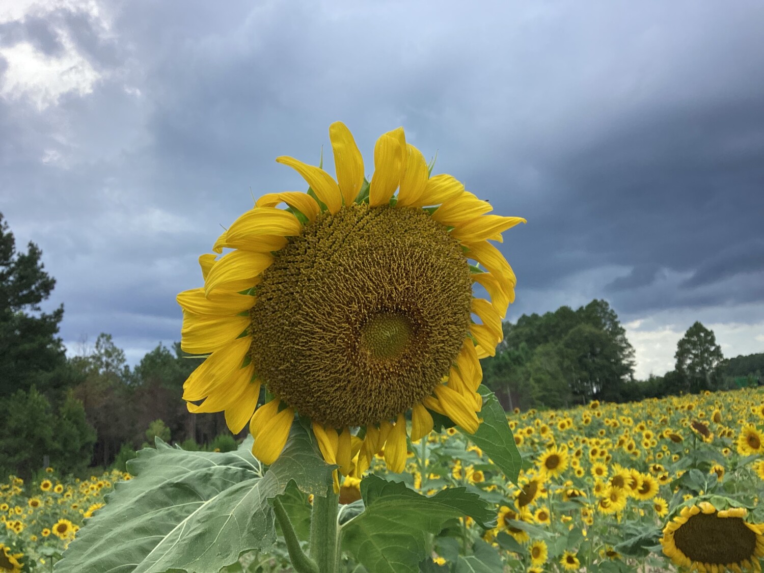 “Living Large and Tall”