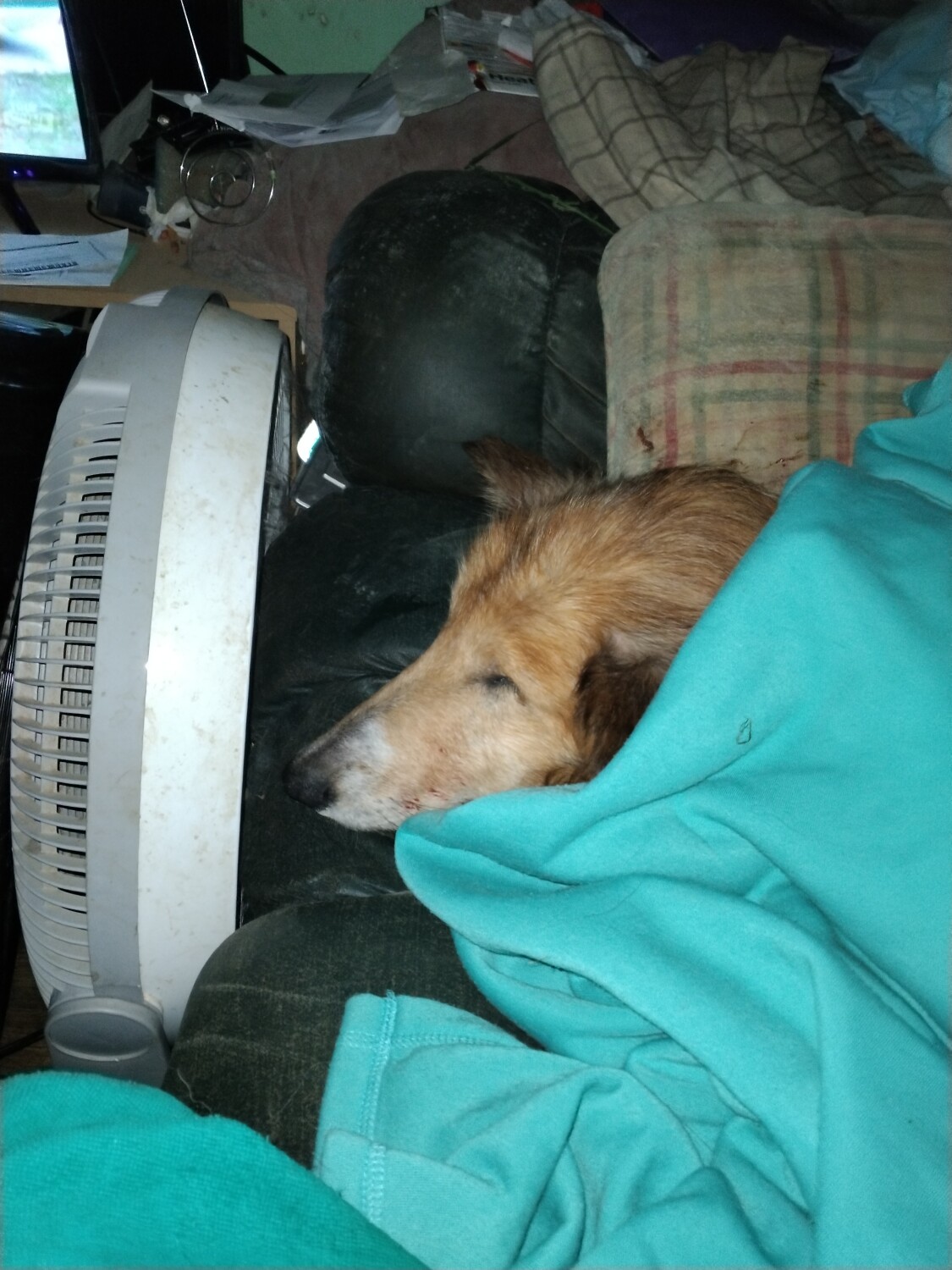 Cuteness of Bobby Bestie