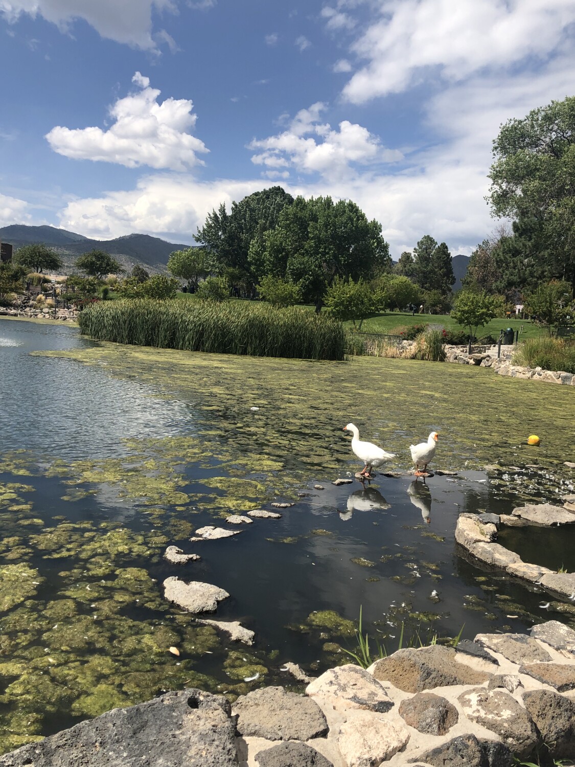 A day at the pond…