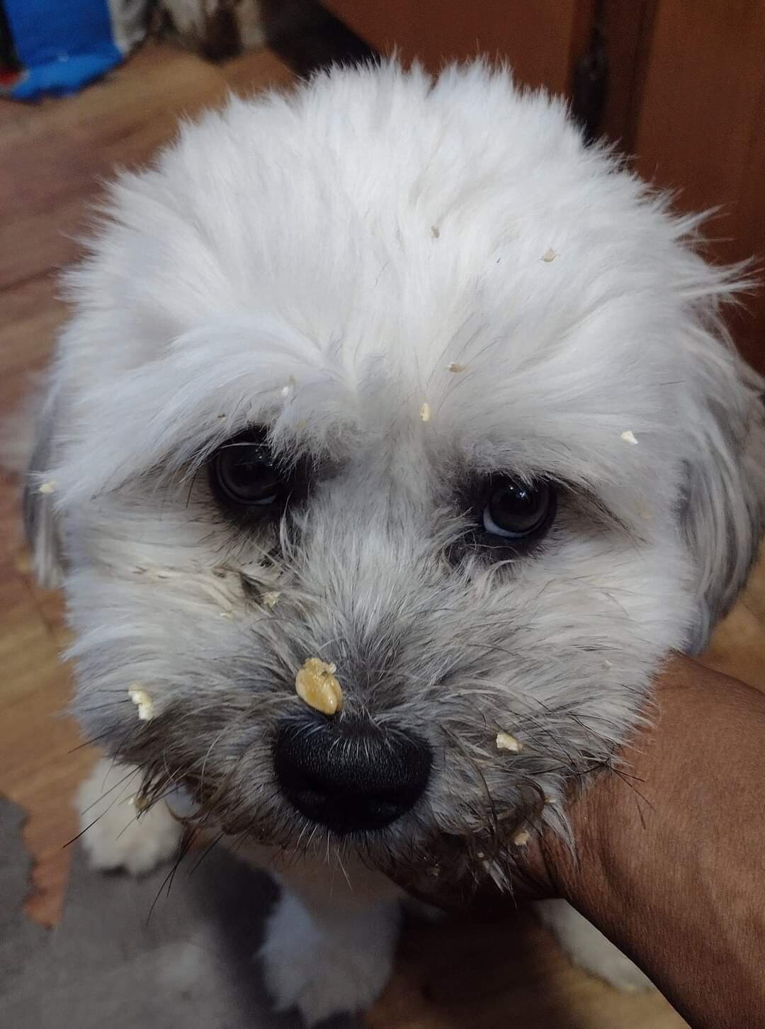 My Sister's Dog vs. CRUNCH & MUNCH