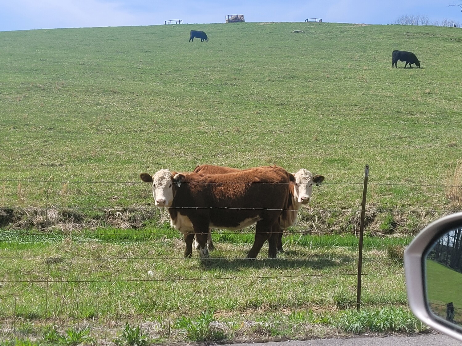 Moo cows
