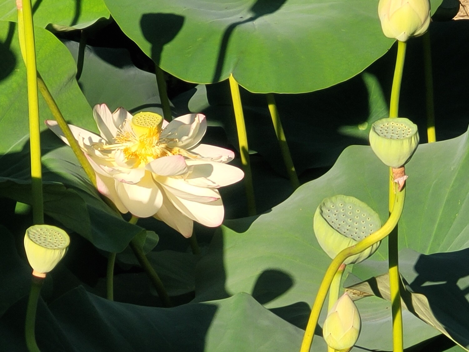 Lotus Pond