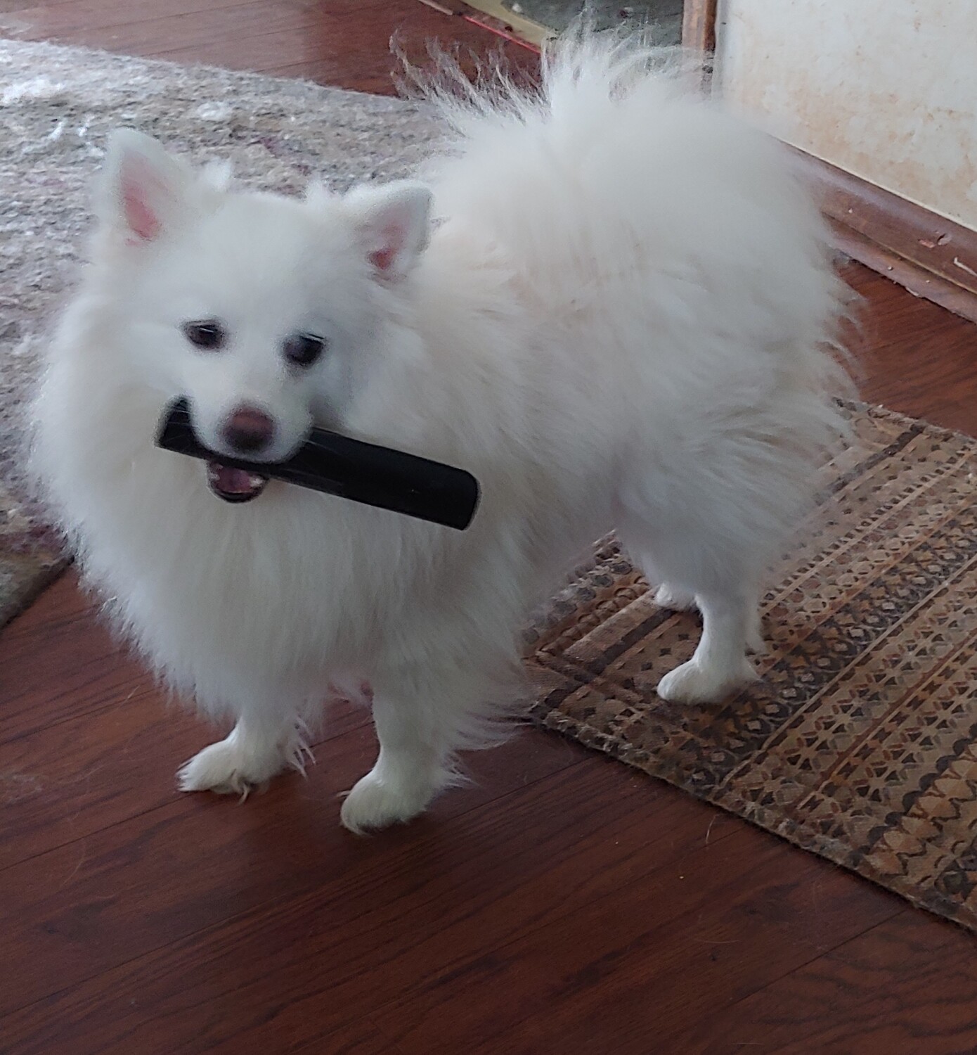 Kodi stealing TV remote