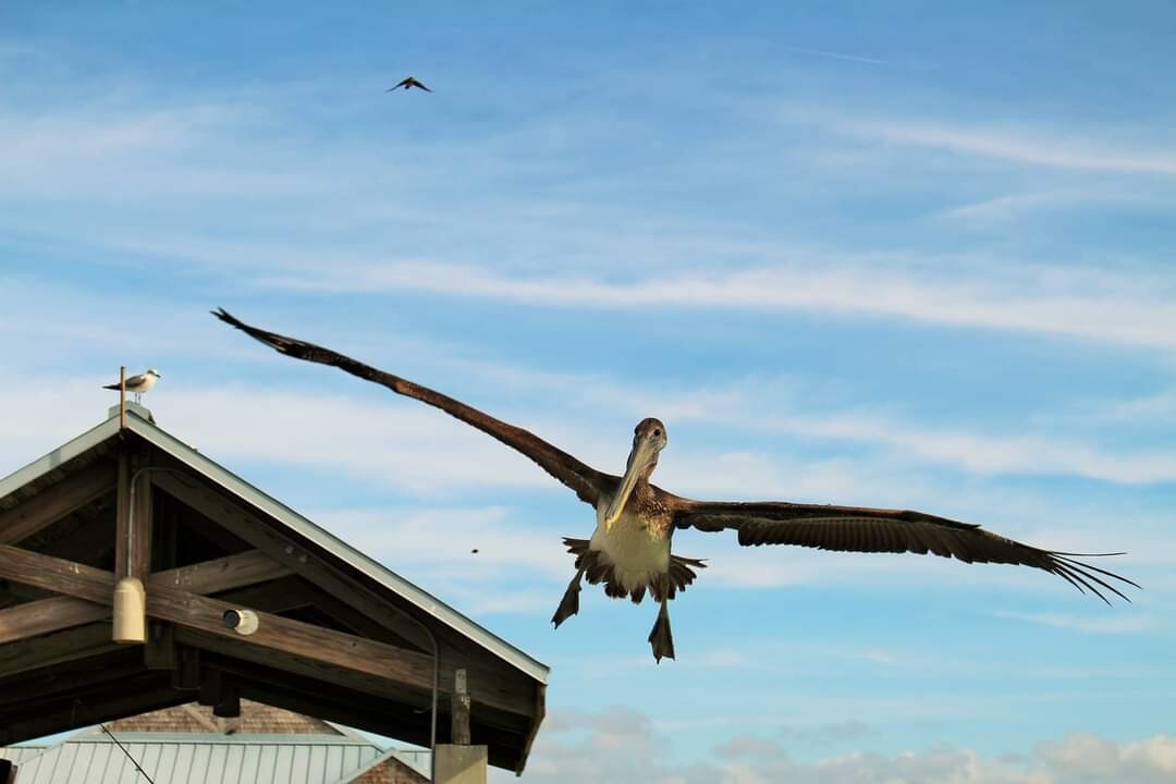 Coming in for a landing!