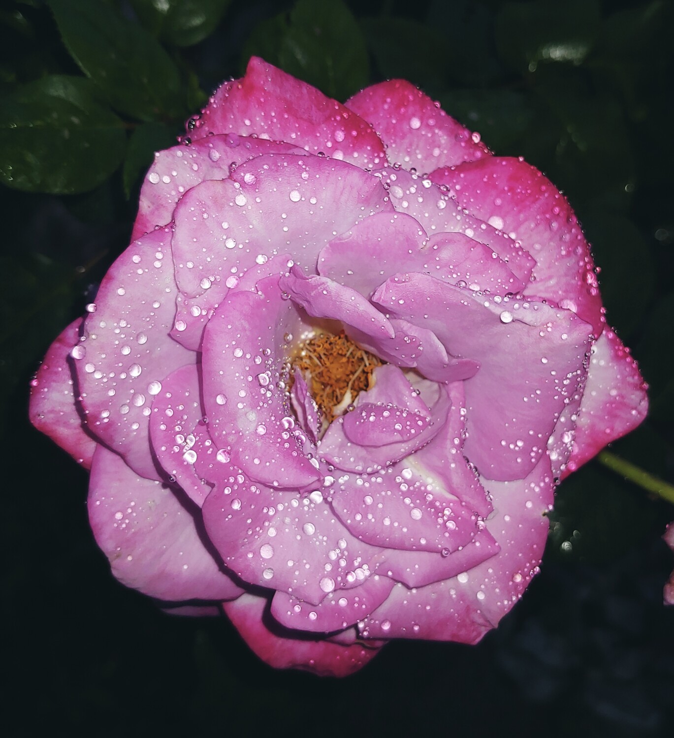Pink Rose