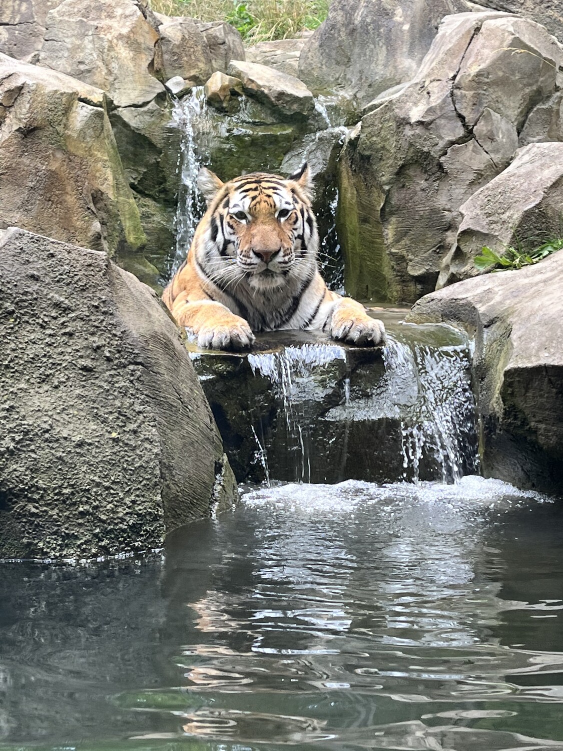 Relaxing Tiger