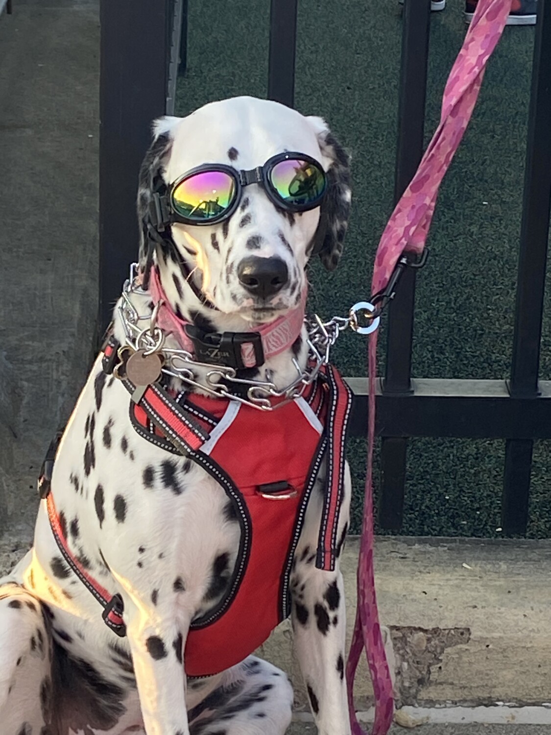 Hens and Hounds baseball game