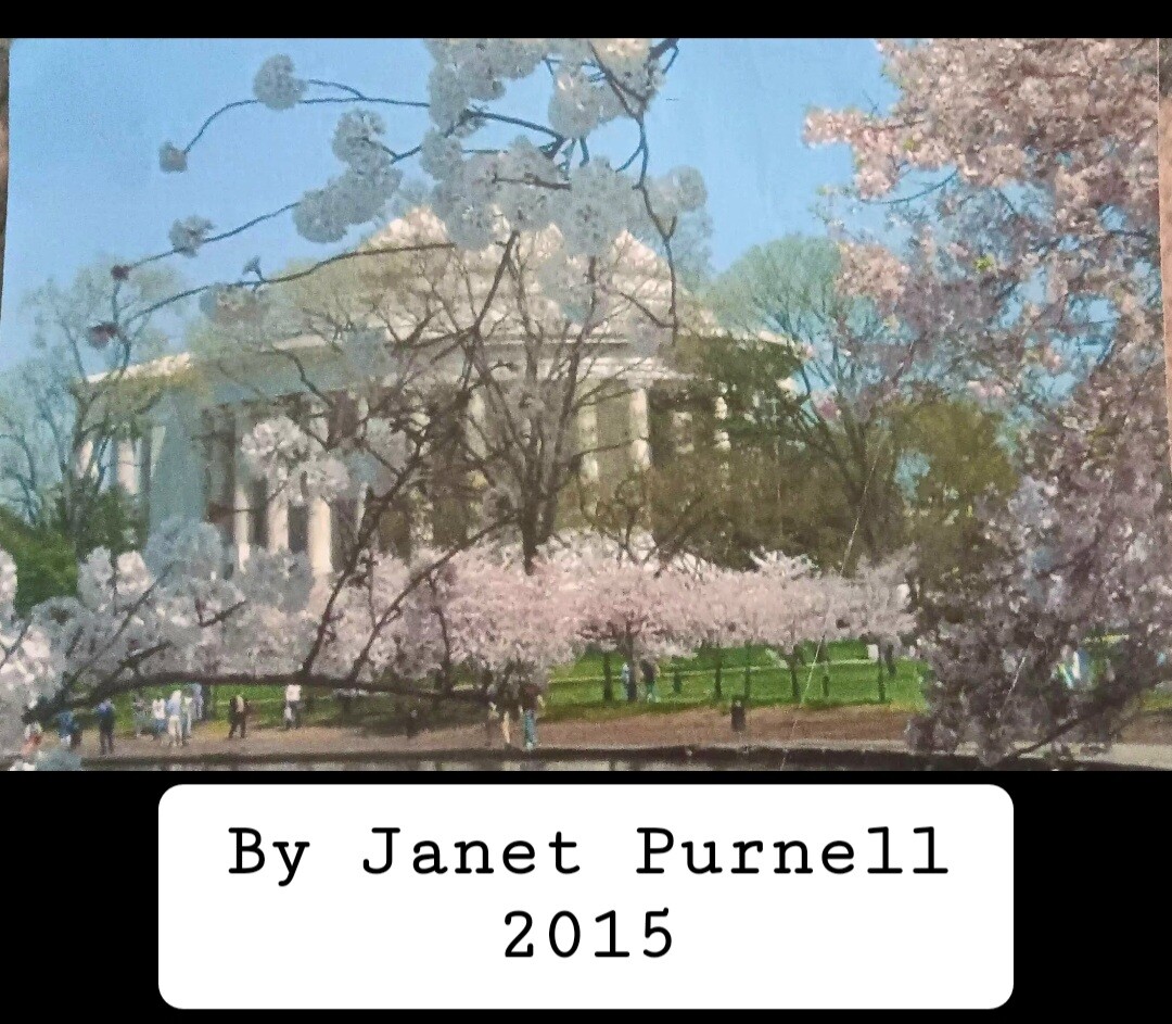 Cherry Blossoms & Washington Monument