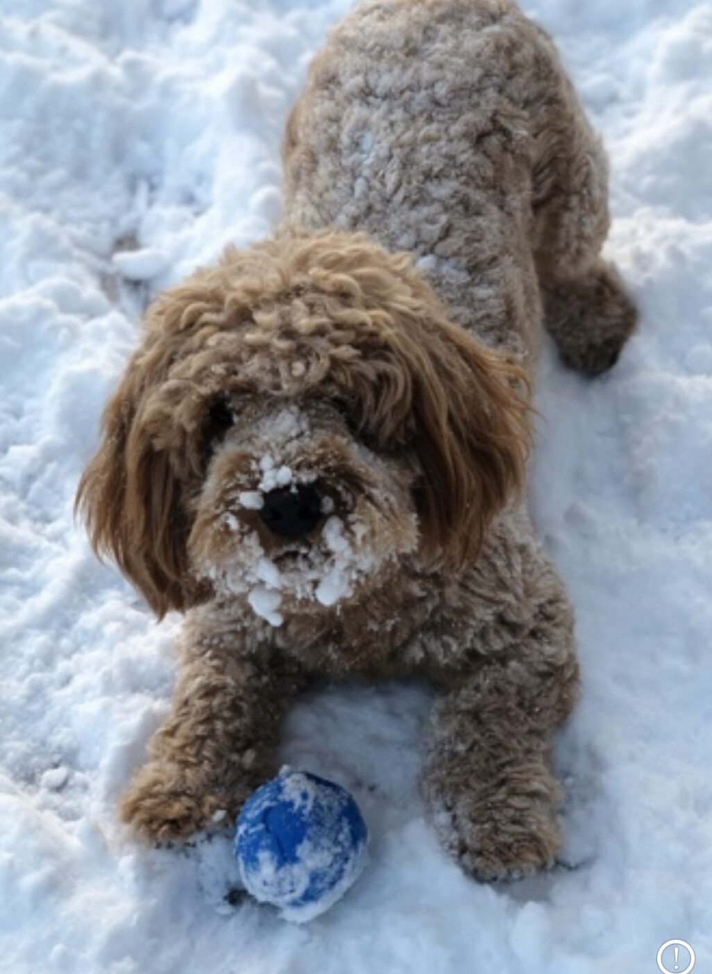Stella Bella playing catch